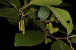 Hazel alder <BR>Tag alder